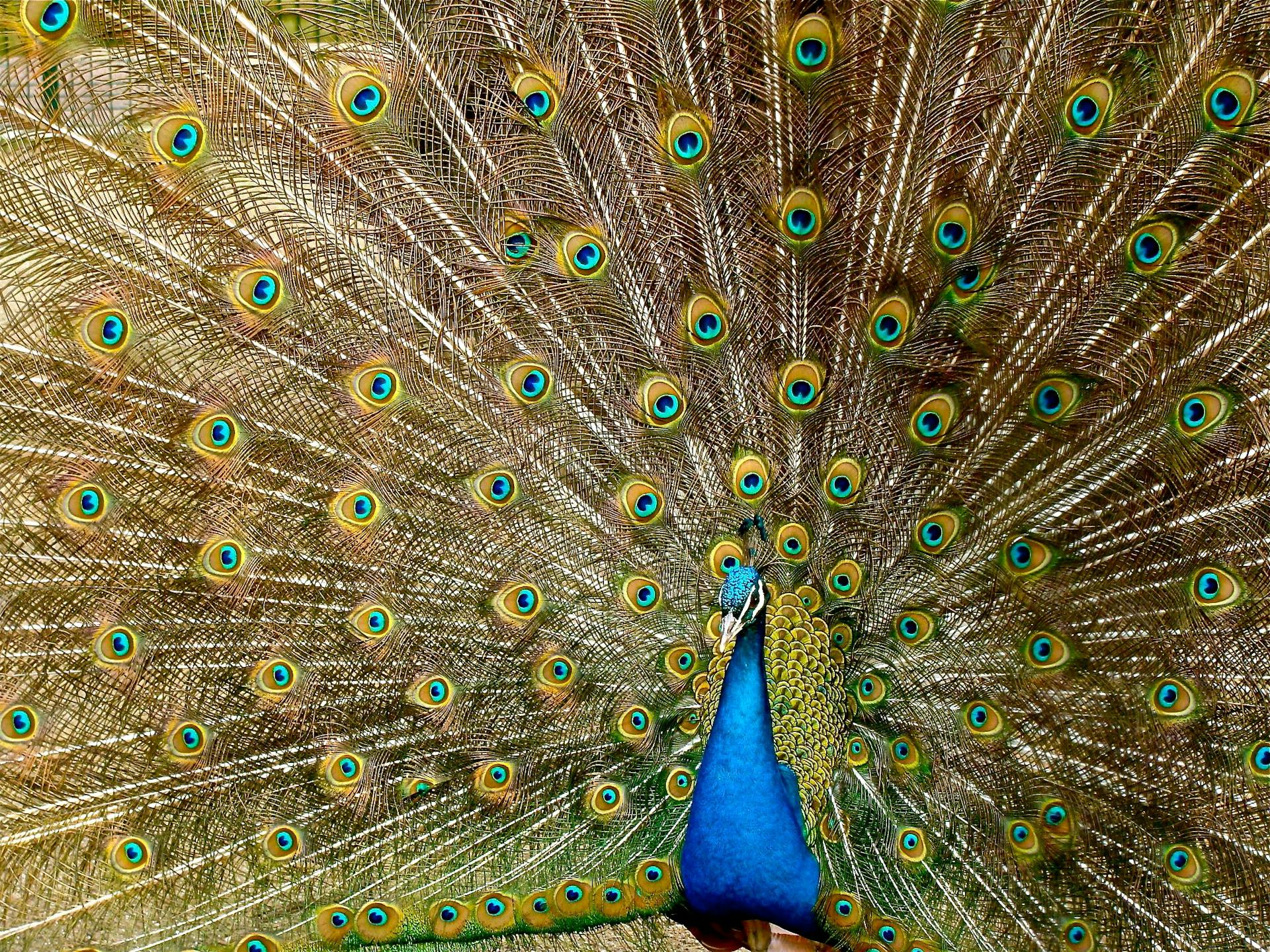 Peacock QDROs: New York & New Jersey Retirement Division Lawyer
